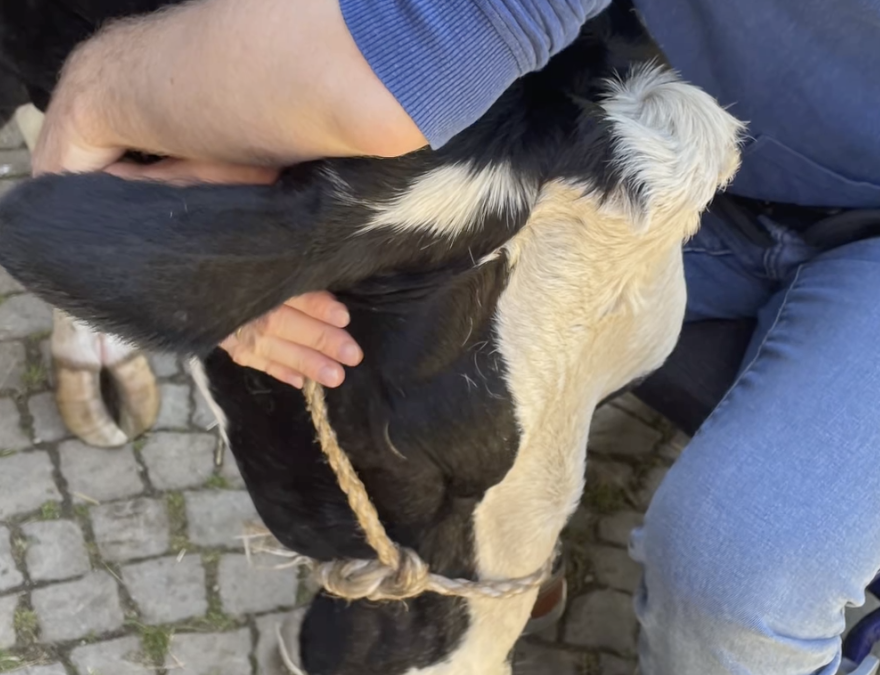 Aus•flug zum Kuh•kuscheln